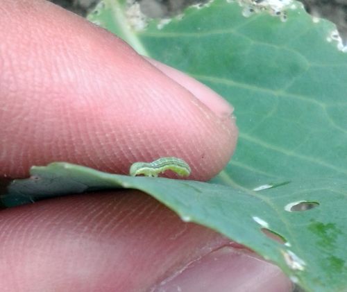 An “inching” cabbage looper larva.