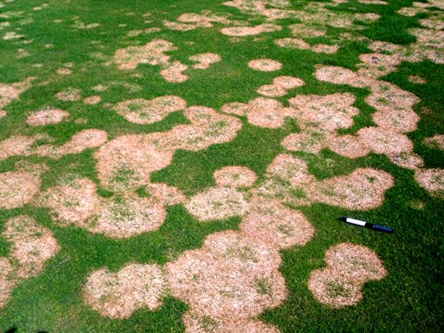  microdochium-patch8.JPG 
