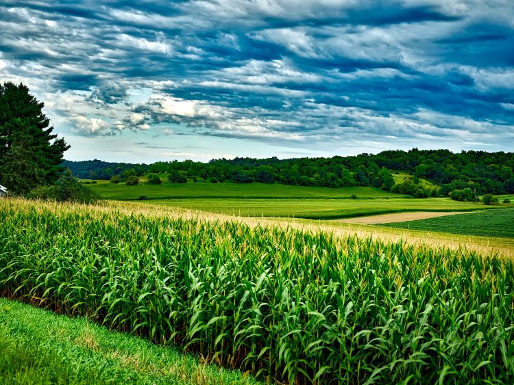 Field crop landscape