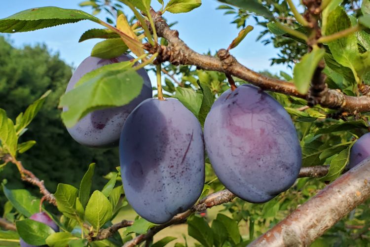 Seasonal Produce: Plums - Encore & More