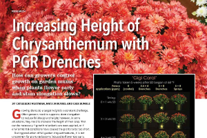 Increasing height of chrysanthemum with PGR drenches