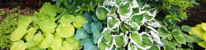 Hosta Pests and Diseases