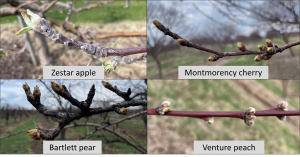 West central Michigan tree fruit update – April 26, 2022
