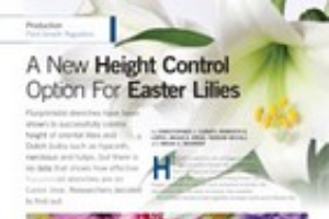 A New Height Control Possibility for Easter Lilies