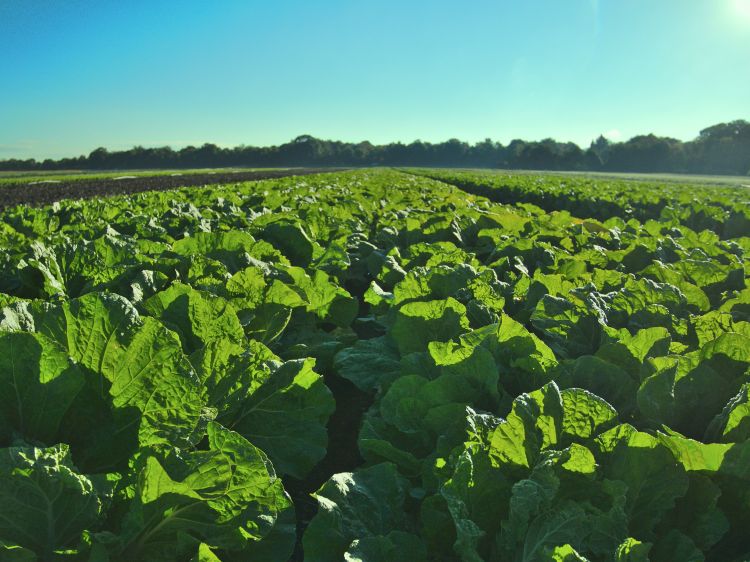 Lettuce growing in a field.