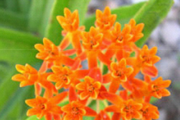 Butterfly weed