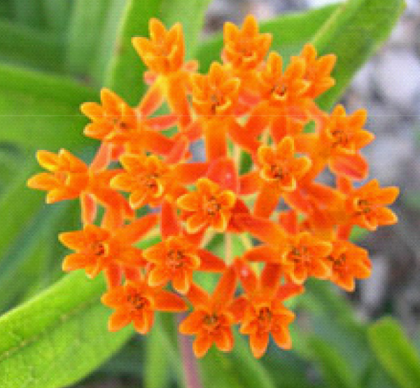 Butterfly weed