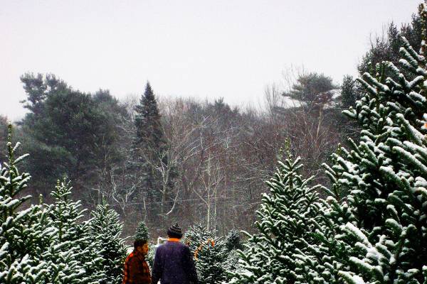 Christmas trees and the science behind them - MSU Extension