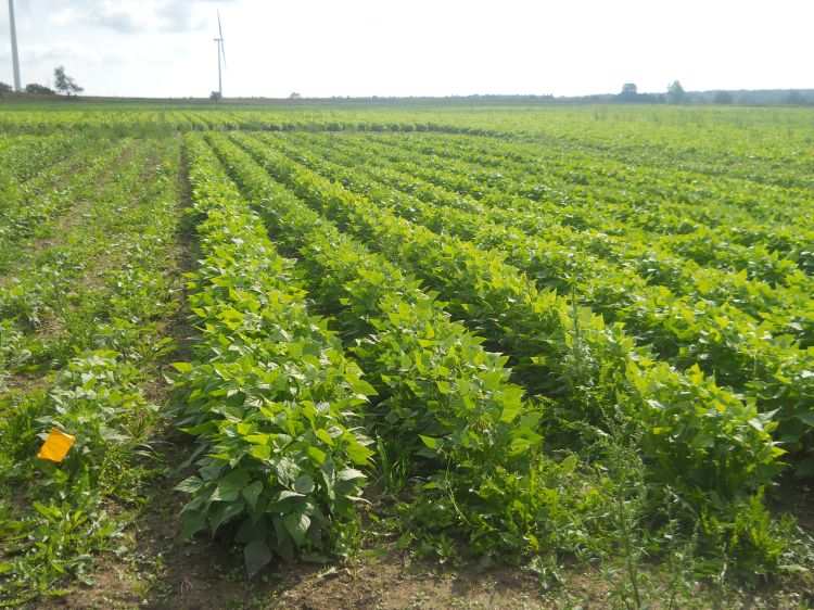 Dry bean variety trials