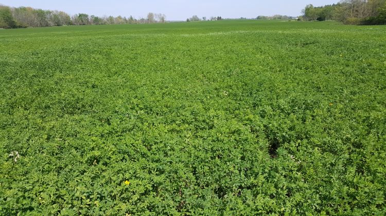 A lush green alfalfa field.