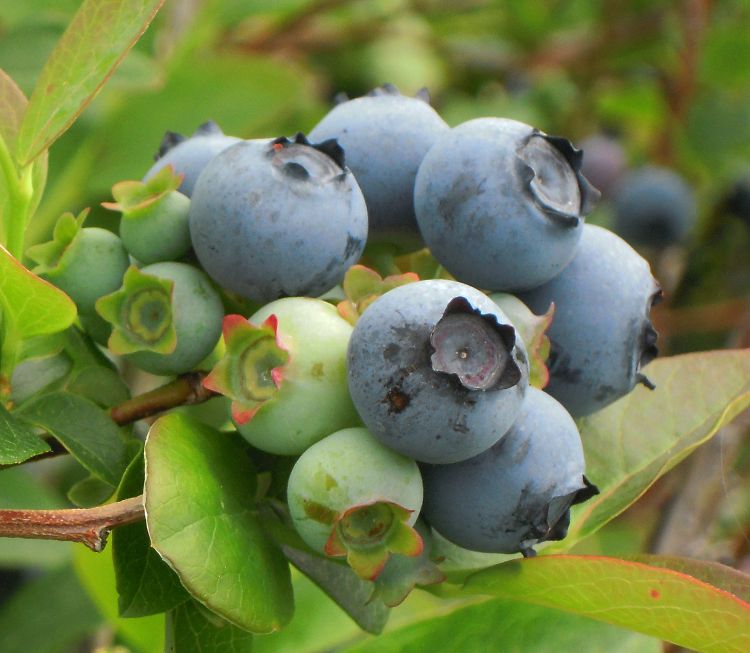 Bluetta blueberries are now being harvested. All photos by Mark Longstroth, MSU Extension