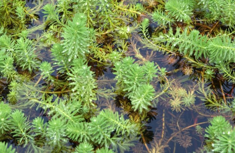 Learn more about the parrot feather, an aquatic invasive species in Michigan, and what you can do about it. 