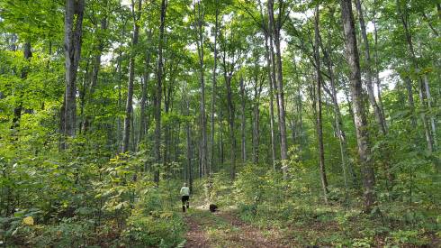 A person walking through the woods with her dog.