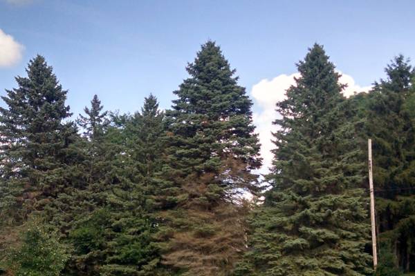 What is spruce decline and what should you do about it? - Christmas Trees