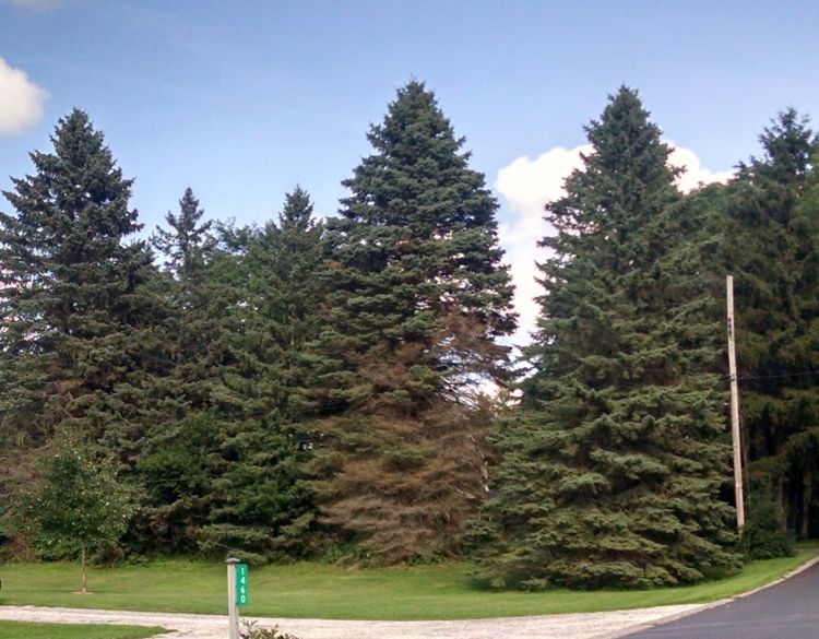 Declining spruce trees