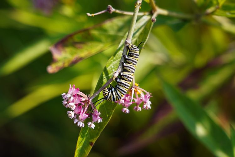 Monarch caterpillar on Milkweed plant.
