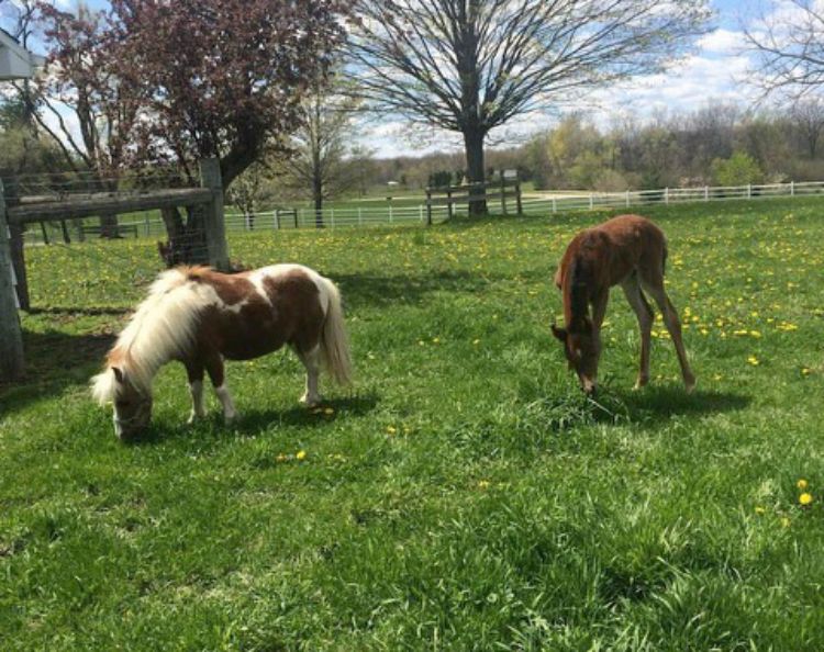 Uncle Bentley, a gelded miniature horse, is stepping in to help the orphaned foal with her behavior development. Photo by Paige Bittner.