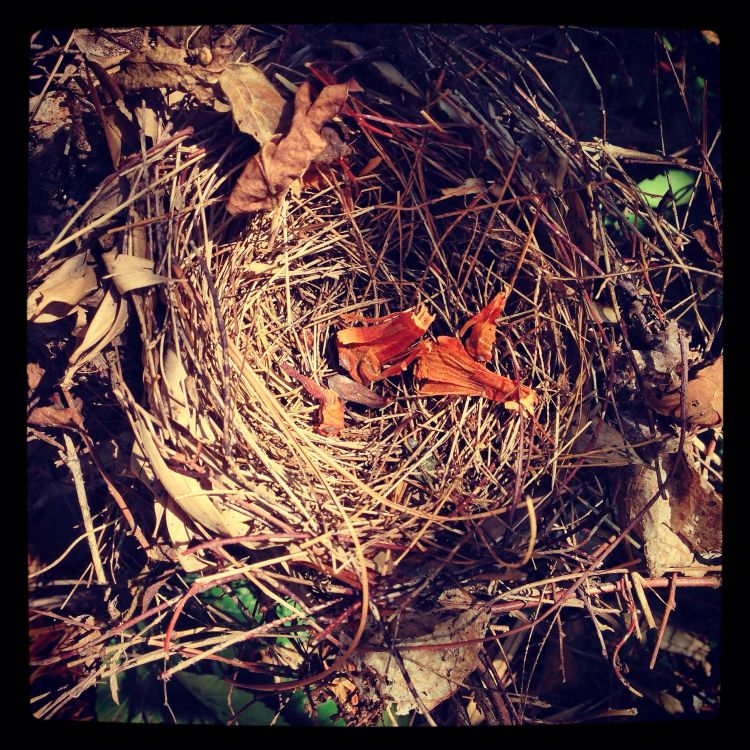 You may find a bird's nest as you explore animal homes. Photo credit: AngeliaJoy/Morguefile