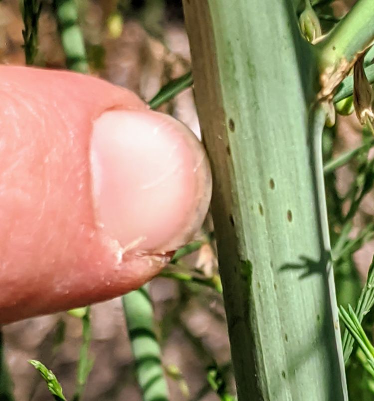 Purple spot lesions on asparagus