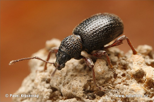 strawberry root weevil