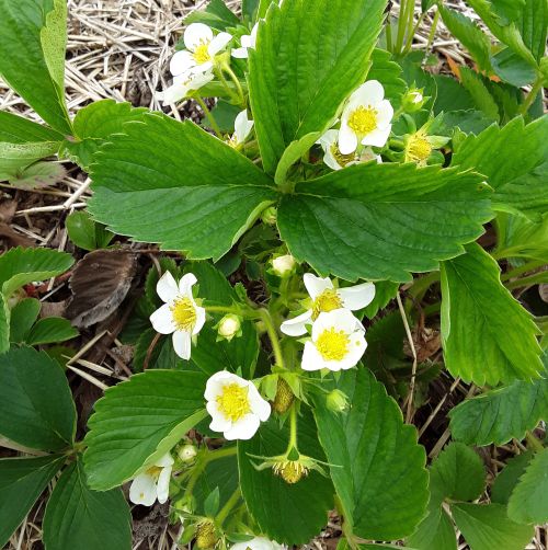 Strawberries in bloom with some berries in the green fruit stage