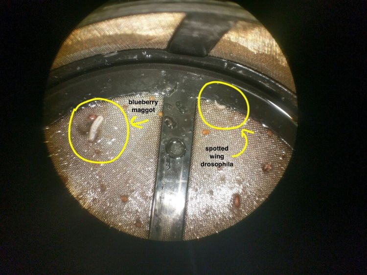 Spotted wing drosophila larvae (circled on the right) compared with a blueberry maggot larvae (circled on the left) in a coffee strainer after being extracted from blueberries using the salt test on 7/31/2018. Photo credit: Steve Van Timmeren, MSU Entomology.
