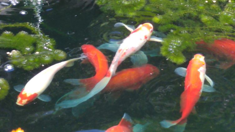 Natural food for deals fish in pond