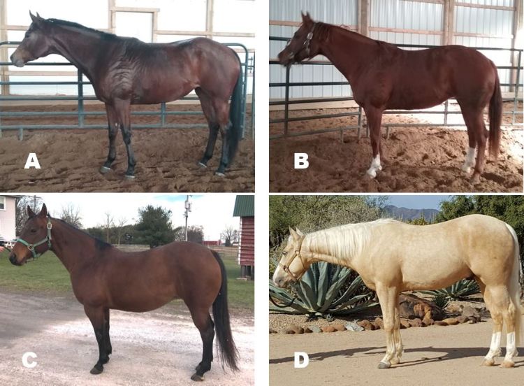 Horses A, B, C and D