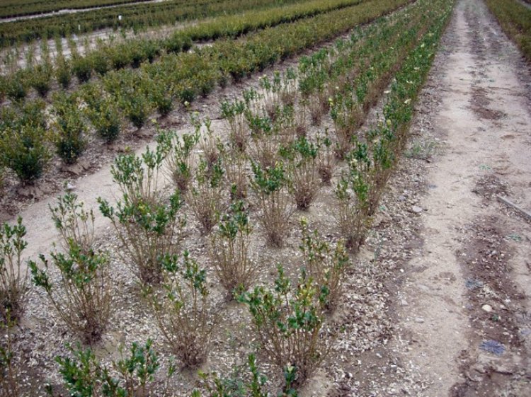 Field-grown nursery plants