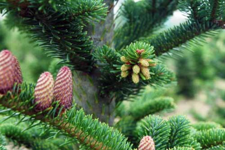 Pollen cones (right side) in conifers are small and often go unnoticed. Photo by Bert Cregg, MSU.