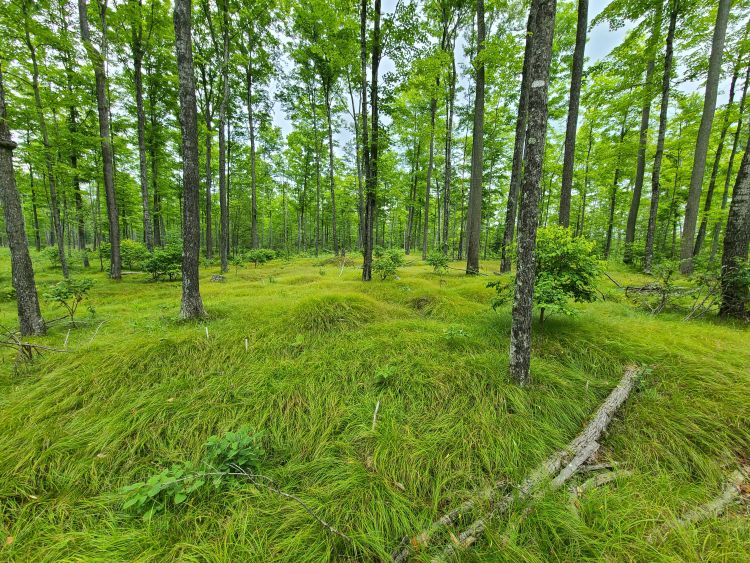 lush green hardwood trees and lush green forest floor