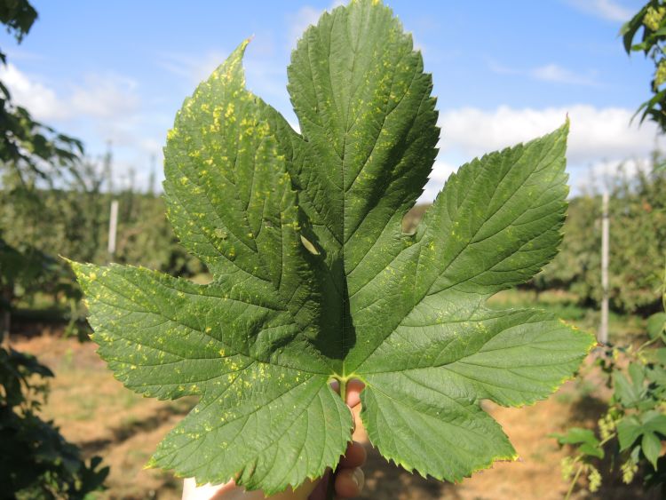 Yellow speckling caused by hop mosaic virus on hop. Photo: Erin Lizotte, MSU Extension. 