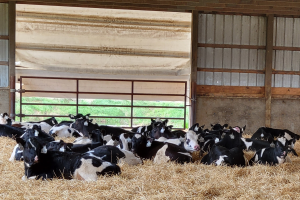Young calves fed starter benefit from supplemental forage