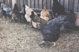 Avian influenza — are humans at risk?