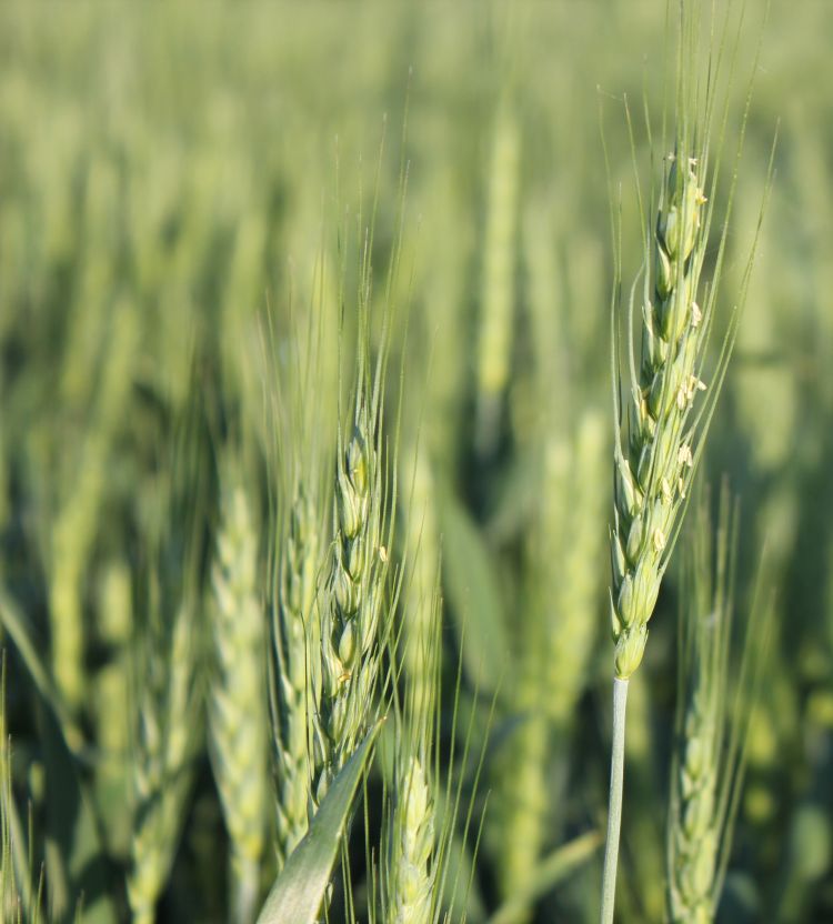 Advanced wheat field near Vandalia, (Cass Co.) Michigan, just beginning flowering. This period is a critical time for decisions about fungicide applications.