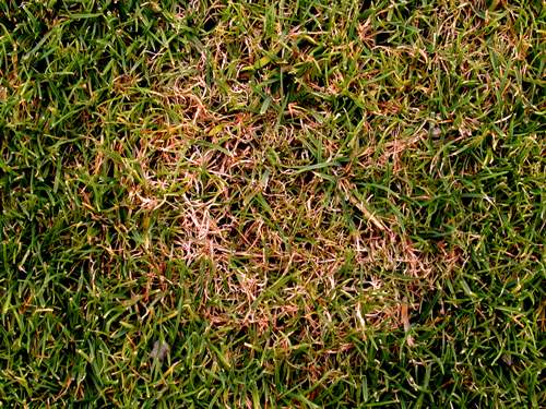 Red Thread in Turf  NC State Extension Publications