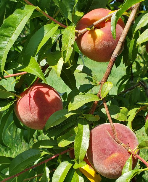 Peaches hanging from a tree.