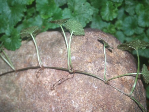  ground ivy3.jpg 