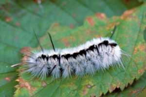 Fuzzy Fall Visitors Caterpillars That Attract Attention And Could