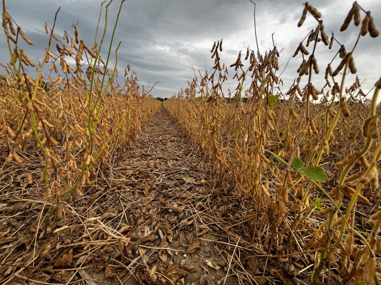 Low-angle view down a row of mature soybeans ready for harvest. The plants are brown and dry with pods hanging, leaves mostly fallen. The soil is covered with dry leaves and pods, and a cloudy gray sky looms overhead.