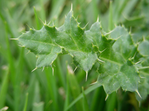  canada thistle5.jpg 