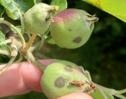 Apple scab on fruit