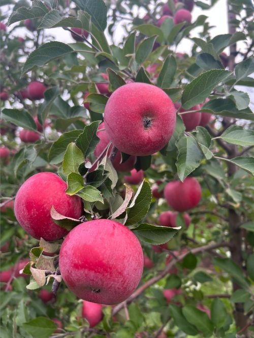 Fuji apples