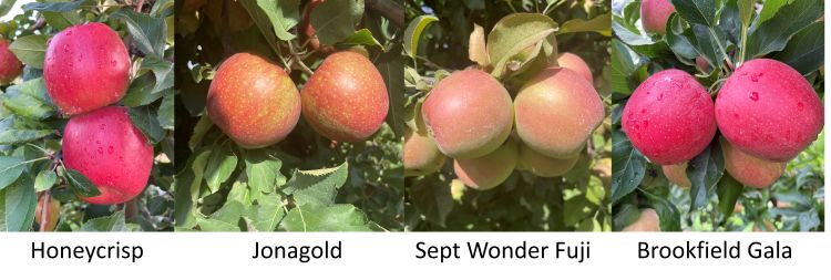 Honeycrisp, Jonagold, September Wonder Fuji and Brookfield Gala apples.