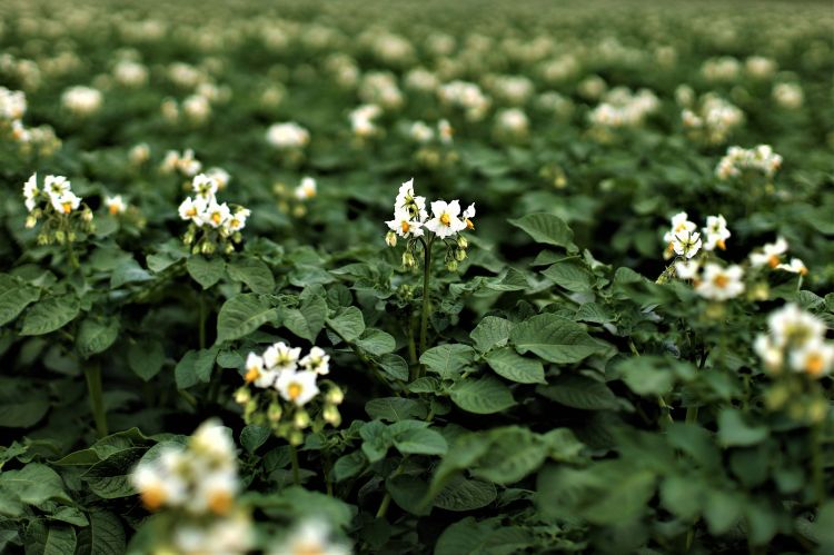 Potato in bloom