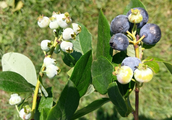 Blueberries at harvest display poor pollination.