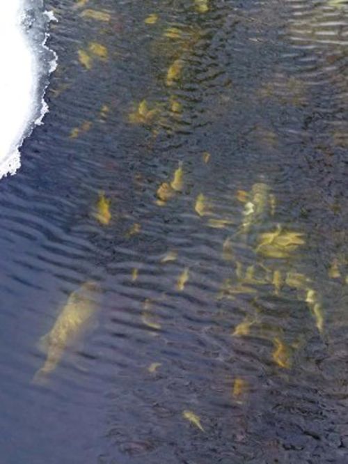 Did My Fish Survive The Polar Vortex Msu Extension