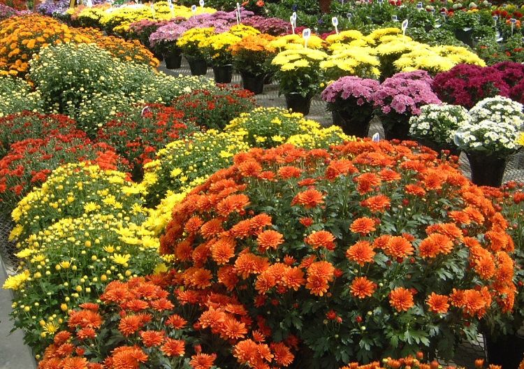 Chrysanthemums in flower at desired heights for their container sizes.