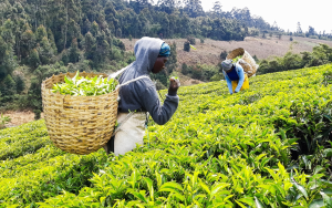 Tax Reforms Benefit Farmers and Traders: A Case of Tea Production and Marketing in Tanzania