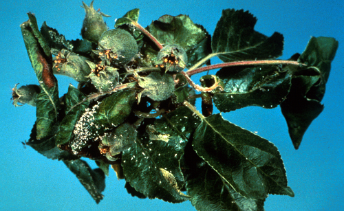 Damage includes curled leaves with a crimson appearance. 